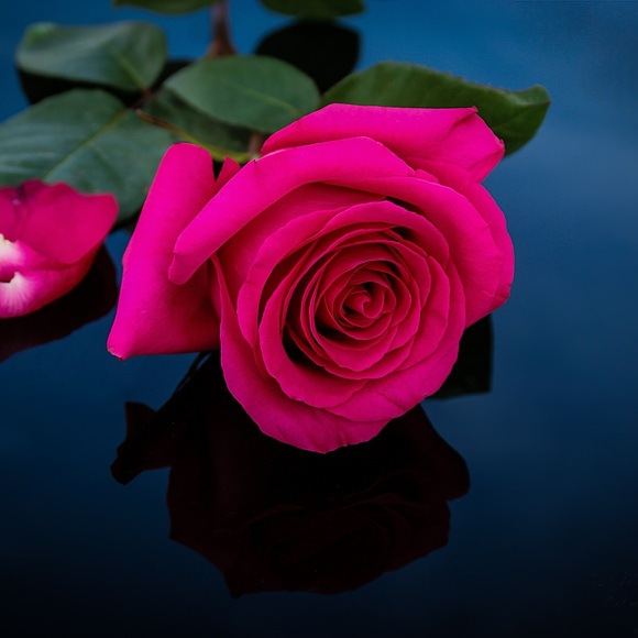 rose_sunday_